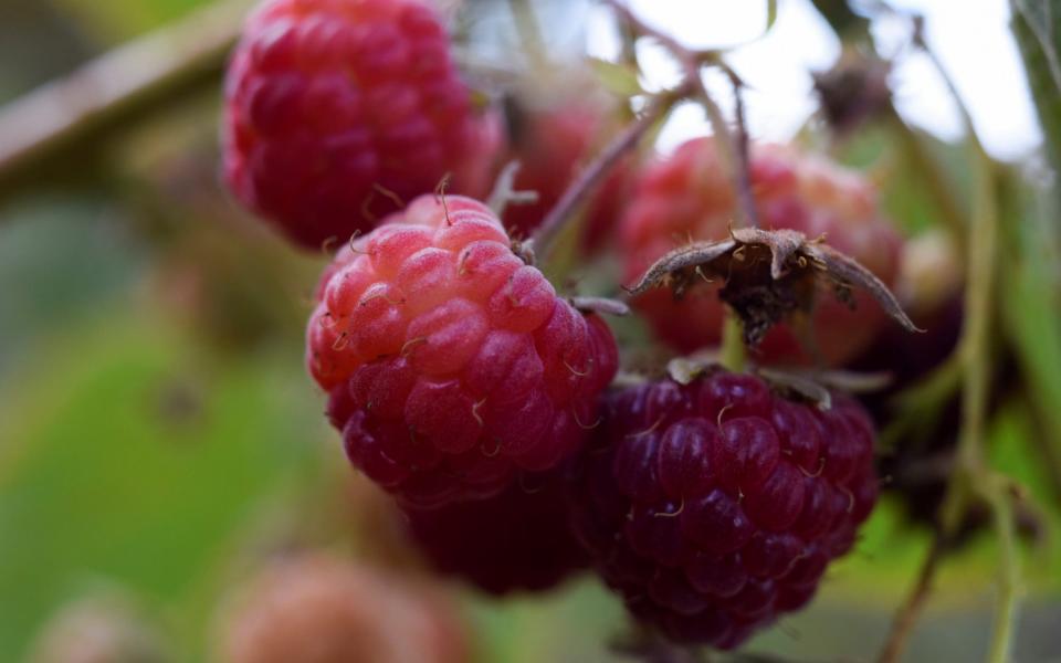 Raspberries are pictured during a harvest season at a local farm - Jose Luis Saavedra 