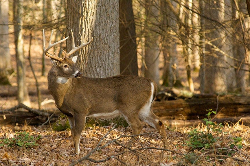 A white-tailed deer in Johnston County has tested positive for chronic wasting disease, according to the North Carolina Wildlife Resources Commission.