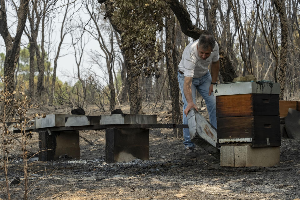 A man removes burnt hives during a wildfire near Colos village, in central Portugal on Monday, July 22, 2019. More than 1,000 firefighters battled Monday in torrid weather against a major wildfire in Portugal, where every summer forest blazes wreak destruction. (AP Photo/Sergio Azenha)