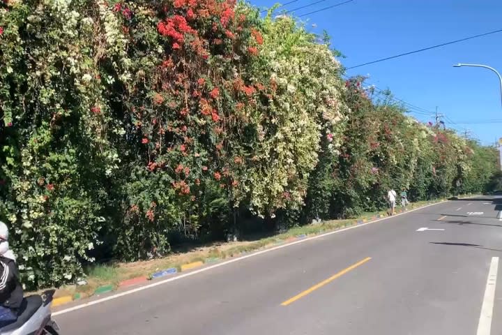 彰化田中鎮「九重葛花海瀑布」　2層樓高花牆、綿延3百公尺