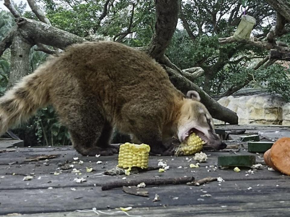長鼻浣熊在樹屋上享用早餐。（台北動物園提供）