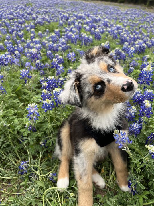 Puppy enjoying the bluebonnets (KXAN Viewer Photo)