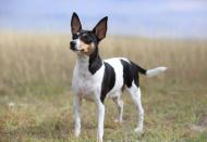 <p>At 8 to 11 inches and 4 to 9 pounds, these dogs are quite petite. But the Toy Fox Terrier is all about its willingness to please you. They're lovers and <a href="https://www.akc.org/dog-breeds/toy-fox-terrier/" rel="nofollow noopener" target="_blank" data-ylk="slk:are extremely intelligent;elm:context_link;itc:0;sec:content-canvas" class="link ">are extremely intelligent</a>; they also have tenacious terrier personalities.</p>