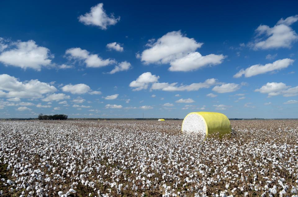 The cotton fields of the Mississippi delta - Getty