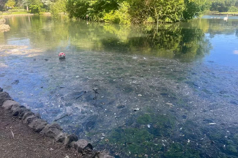 Clumps of algae have formed in the water -Credit:Grimsby Live