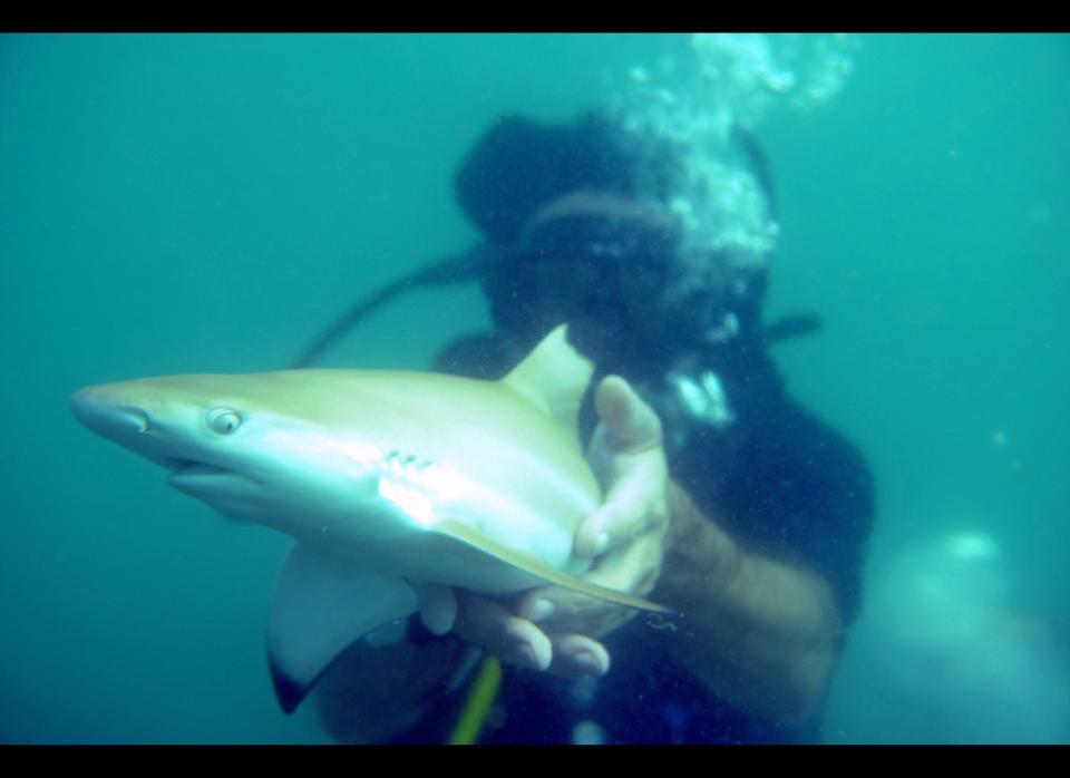 In this picture taken on September 3, 2011, an environmental activist releases a baby black-tip shark into the sea as part of an operation organised by the sharks protection group Dive Tribe off the coast of the southern Thai sea resort of Pattaya. On average an estimated 22,000 tonnes of sharks are caught annually off Thailand for their fins -- a delicacy in Chinese cuisine once enjoyed only by the rich, but now increasingly popular with the wealthier middle class. (CHRISTOPHE ARCHAMBAULT/AFP/Getty Images)