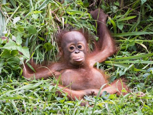   <span class="attribution"><a class="link " href="https://www.shutterstock.com/image-photo/baby-orangutan-lay-down-390850576?src=j6UFlkRVgmp96KqSSXz6zg-3-4" rel="nofollow noopener" target="_blank" data-ylk="slk:Shutterstock.;elm:context_link;itc:0;sec:content-canvas">Shutterstock.</a></span>