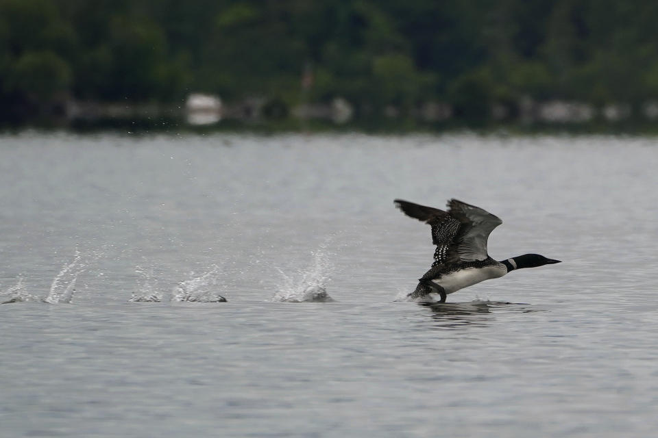 A loon takes flight on Squam Lake, Friday, June 25, 2021, in Holderness, N.H. Researchers in New Hampshire have long struggled to understand why loon numbers have stagnated on the lake, despite a robust effort to protect them. They are investigating whether contamination from PCBs could be the culprit and believe oil laced with the chemicals was used on nearby dirt roads decades ago. (AP Photo/Elise Amendola)