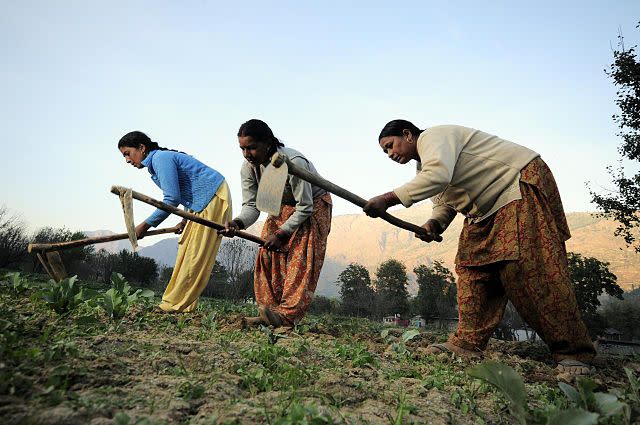 A majority of women work in agriculture or in other labour-intensive sectors in the country.   Image credit: By CIAT - NP Himachal Pradesh 68Uploaded by mrjohncummings, CC BY-SA 2.0, https://commons.wikimedia.org/w/index.php?curid=30330009