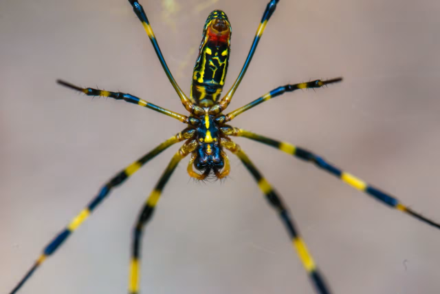 Giant 'parachuting' Joro spiders: 11 facts about these scary