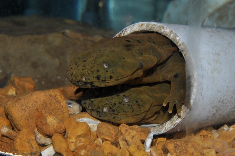 Lampreys and hellbenders and mudpuppies, oh my! Get to know Missouri’s ...