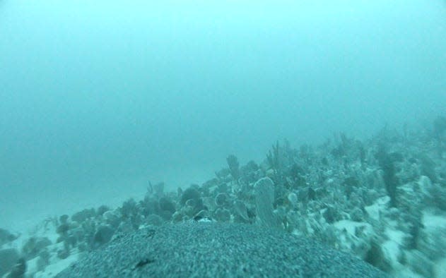 underwater blue ocean scene of muted sea sponges and corals on the sandy sea floor viewed over a sea lion's back