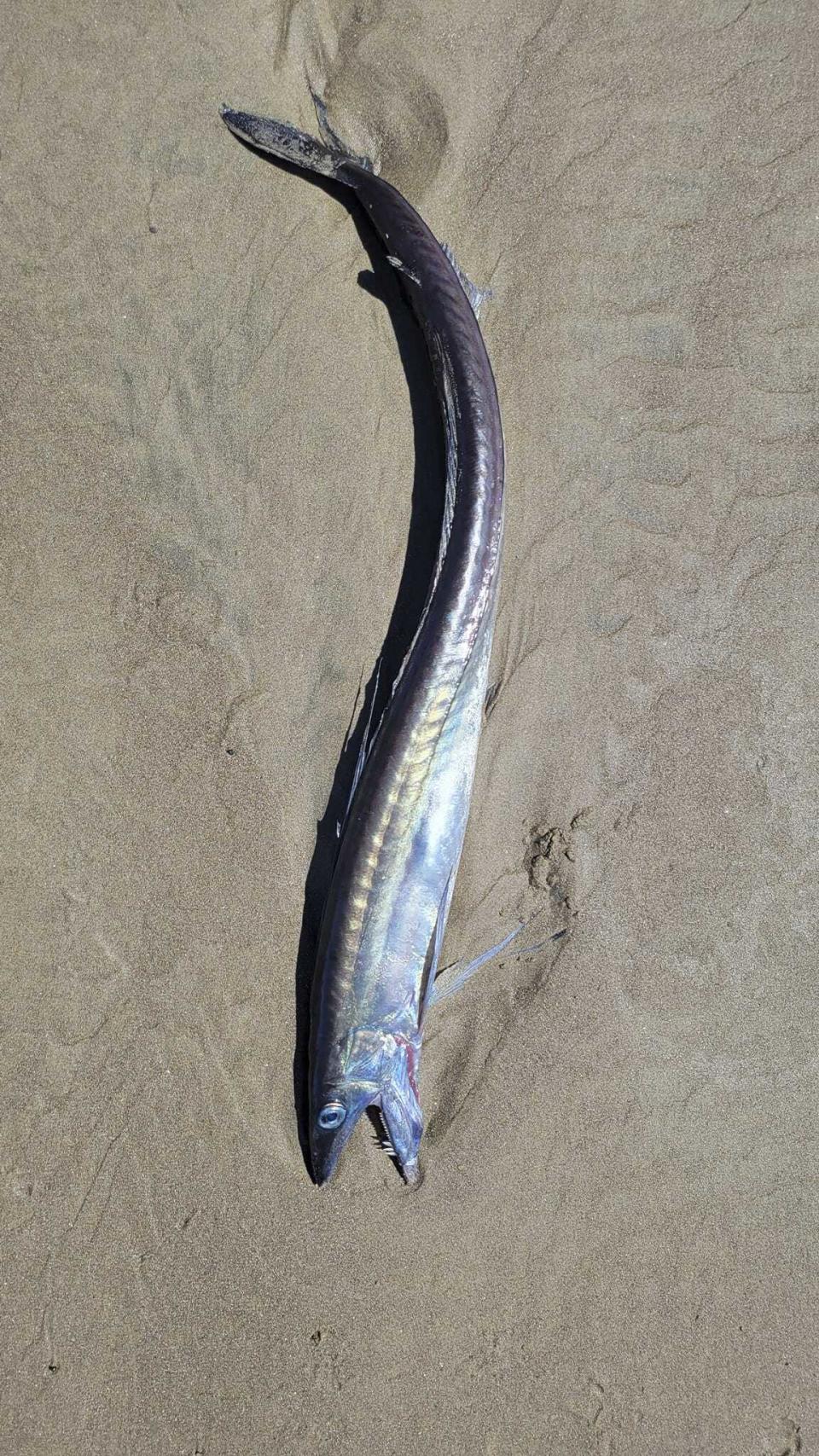 This photo provided by Miranda Crowell shows a lancetfish that washed ashore on the 72nd street beach entrance and the cove in Roads End, Lincoln City, Ore., on April 28, 2023. Several whip-like fish with fanged jaws and huge eyes that can dwell more than a mile deep in the ocean have washed up along a roughly 200-mile (322-kilometer) stretch of Oregon coastline, and it's unclear why, scientists and experts said. (Miranda Crowell via AP)