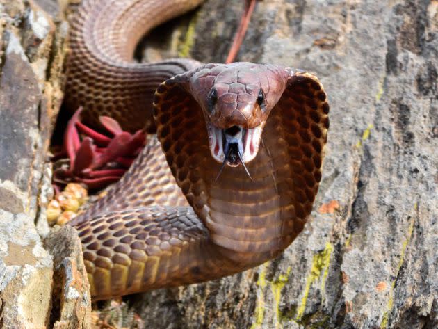 Cape cobras, like the one pictured here, are highly venomous.