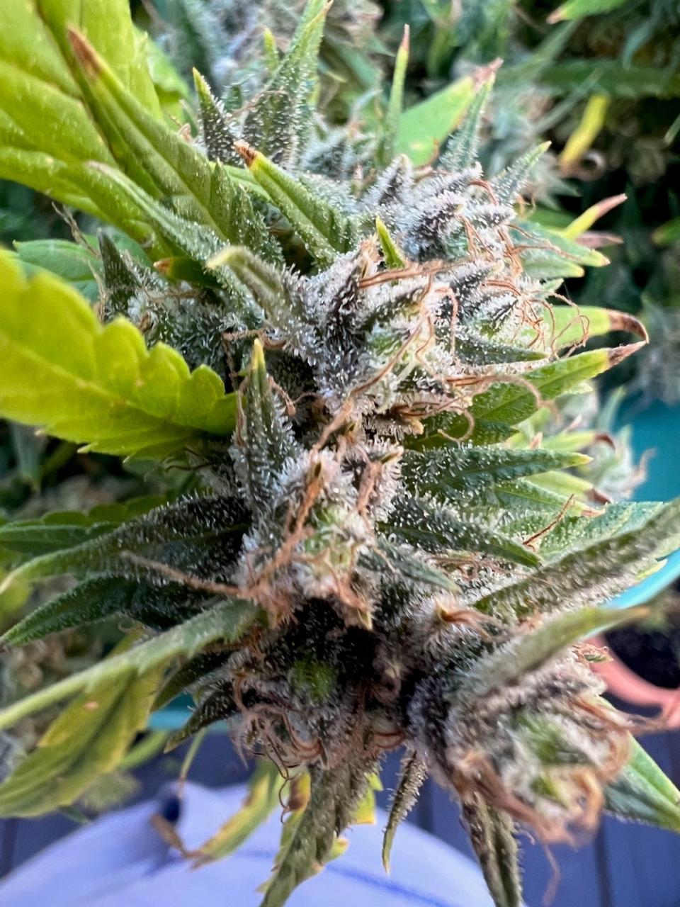A close-up photo of a Sativa marijuana plant grown by Cecil Cornish. Cornish planted his first marijuana plants in February 2022 and harvested about four ounces in October 2022.