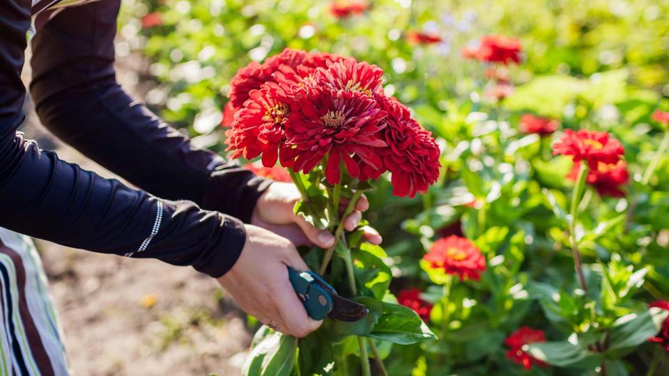 10 best cutting garden flowers to grow – plus planting tips for shade and sun