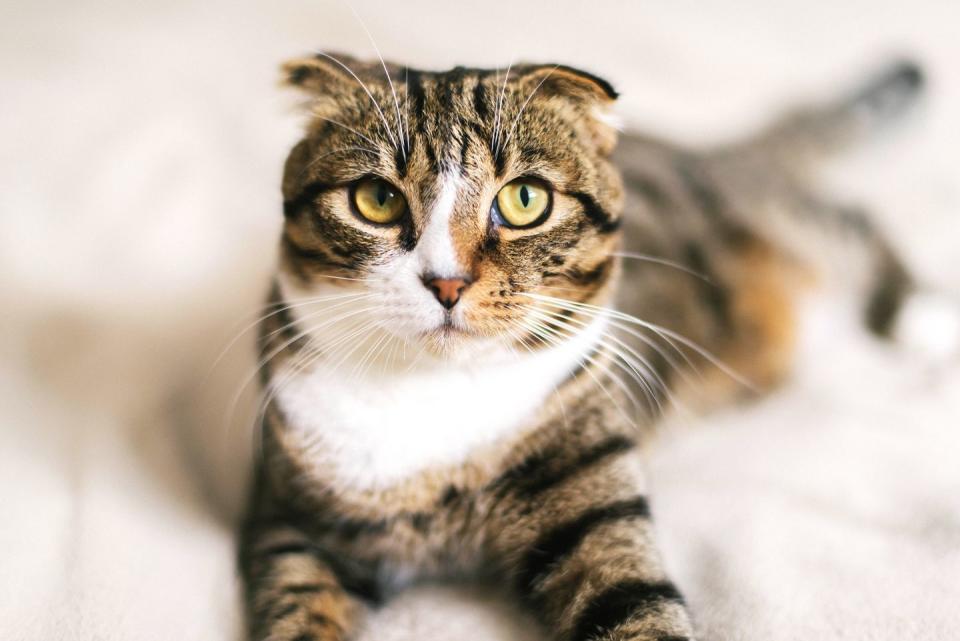 <p>With their folded-over ears and sweet, round faces, Scottish Fold cats are beloved for their calm, affectionate personalities. Easy-going and adaptable, Scottish Folds are perfect for families and while they love cuddling, they are typically quiet and less demanding than other breeds.</p>