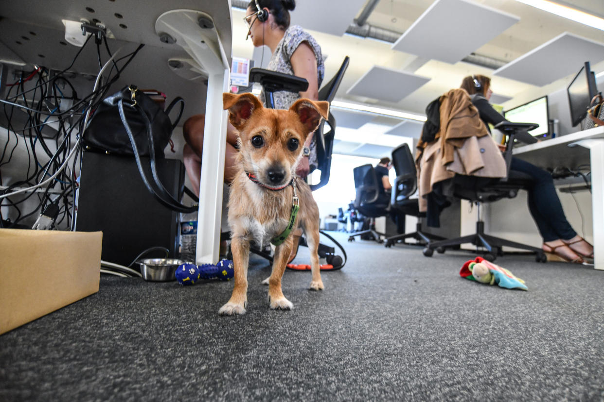 Lyon (south-eastern France). Premises of the French leading Pet Health Insurance 'SanteVet, for dogs, cats and exotic pets, where the employees can bring their pets at work: a trend which comes from the United States. (Photo by: Andia/Universal Images Group via Getty Images)