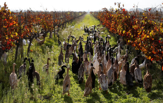 <p>Indian Runner ducks walk through a vineyard at the Vergenoegd wine estate near Cape Town, South Africa, May 16, 2016. (REUTERS/Mike Hutchings) </p>