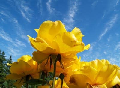 yellow-roses