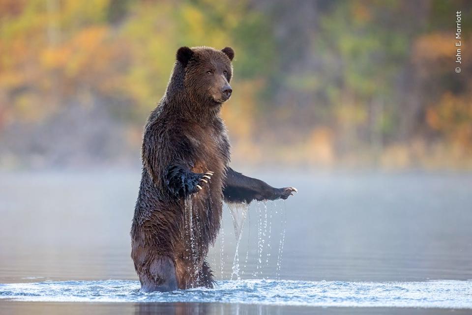 A photo of a bear standing up in a stream, looking suspicious at the camera.