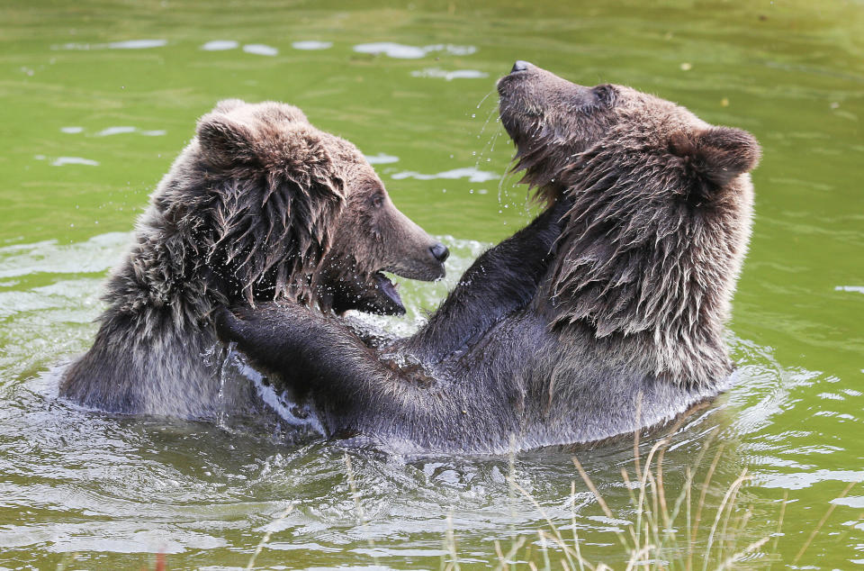 Pictures of the week: Bears cool off