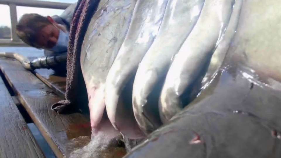 They try to keep each shark out of the water for no more than 15 minutes, during which the animal is sustained by a rush of seawater. / Credit: CBS News / Ocearch