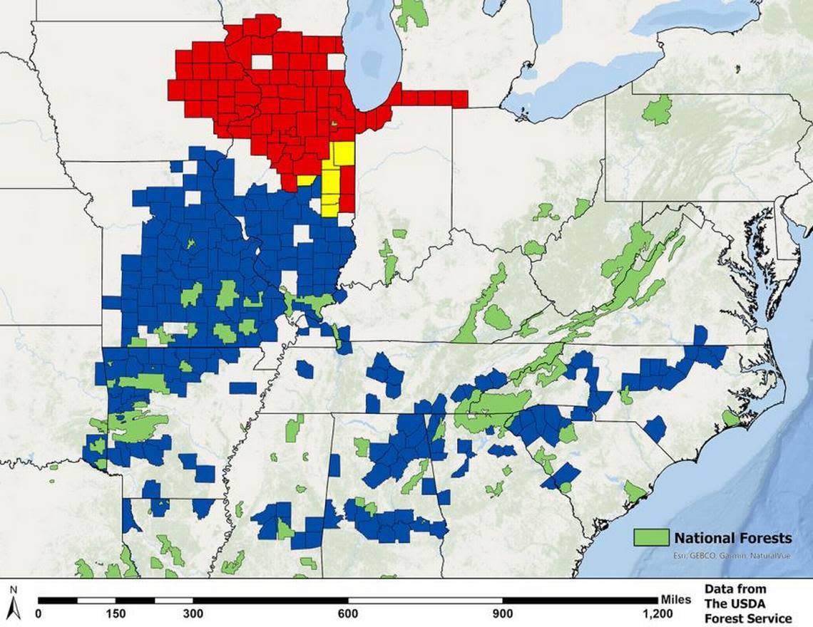 Brood XIX, a 13-year brood of periodical cicadas, is concentrated in southern Illinois and Missouri but stretches into the southeast. The insects have been been documented in 16 counties in North Carolina.