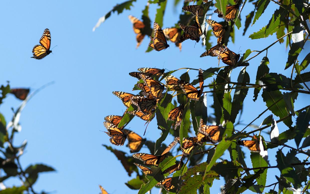 monarch butterflies