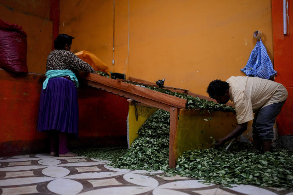 Marina Castillo and husband Dionicio Limachi select coca leaves by size in Trinidad Pampa, a coca-producing area in Bolivia, Sunday, April 14, 2024. Coca-growers in Bolivia are largely subsistence farmers farmers who say they have few viable crop options. (AP Photo/Juan Karita)