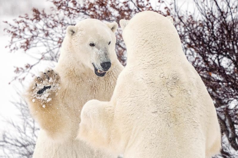 FILE PHOTO: Churchill, Manitoba, Canada during polar bear season