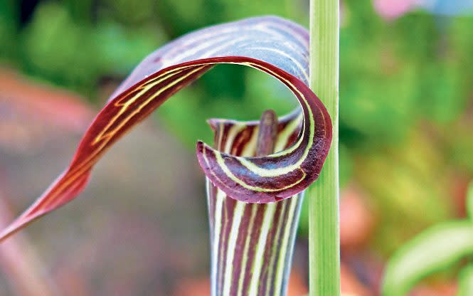 Arisaema consanguineum