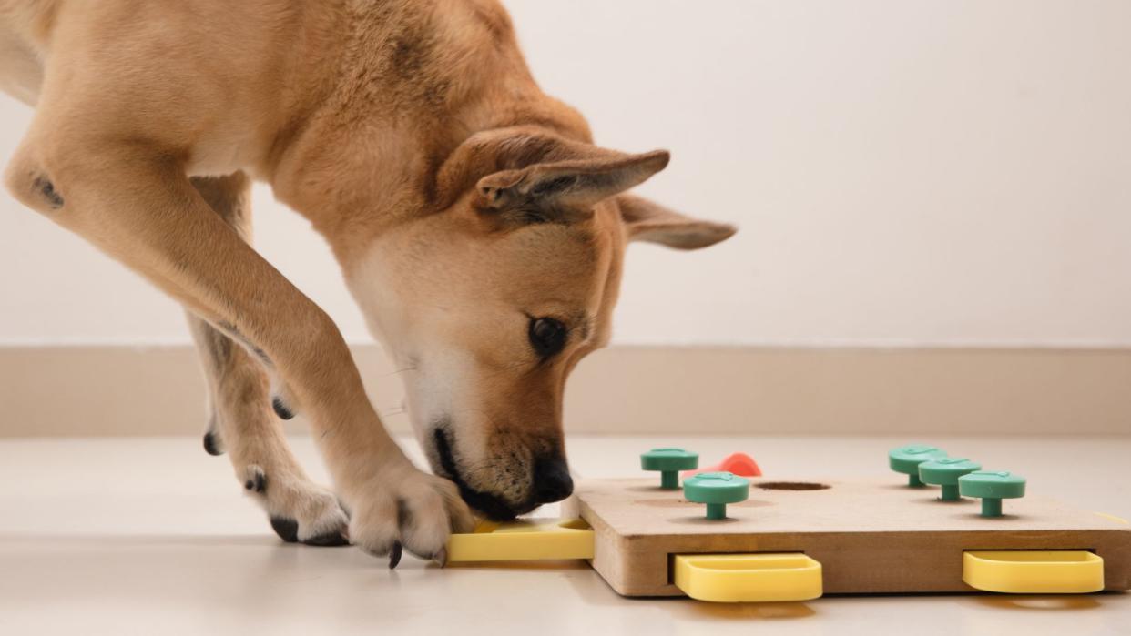 Dog playing puzzle