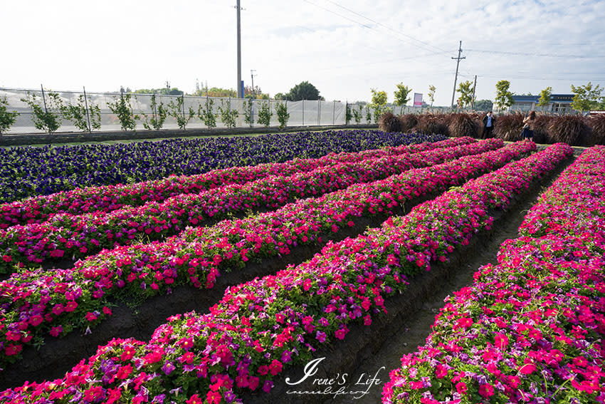 彰化田尾｜董家花田