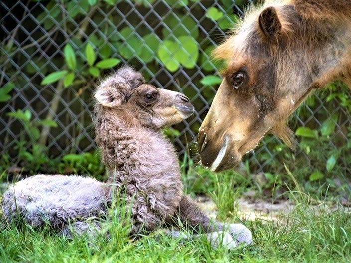 (Courtesy Ron Magill/Zoo Miami)