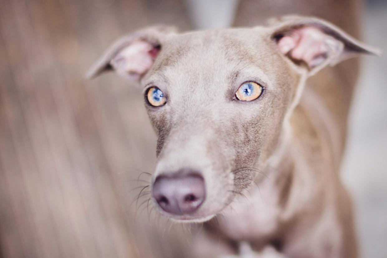 dog with monkey pox