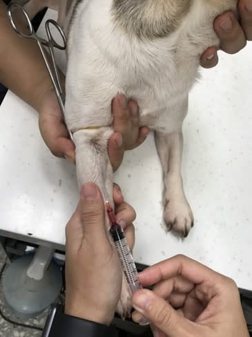 動保處提供高齡犬貓每年1次免費抽血健檢。