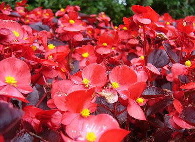 Wax Begonia