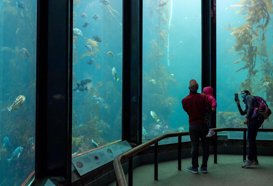 A family looks at the kelp forest exhibit inside the Monterey Bay Aquarium in Monterey, Calif., on Thursday, May 13, 2021. 