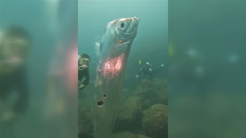 潛水客在深澳漁港附近拍到活體石川氏粗鰭魚。（圖／潛水教練「東北角海王子」汪承儒授權）