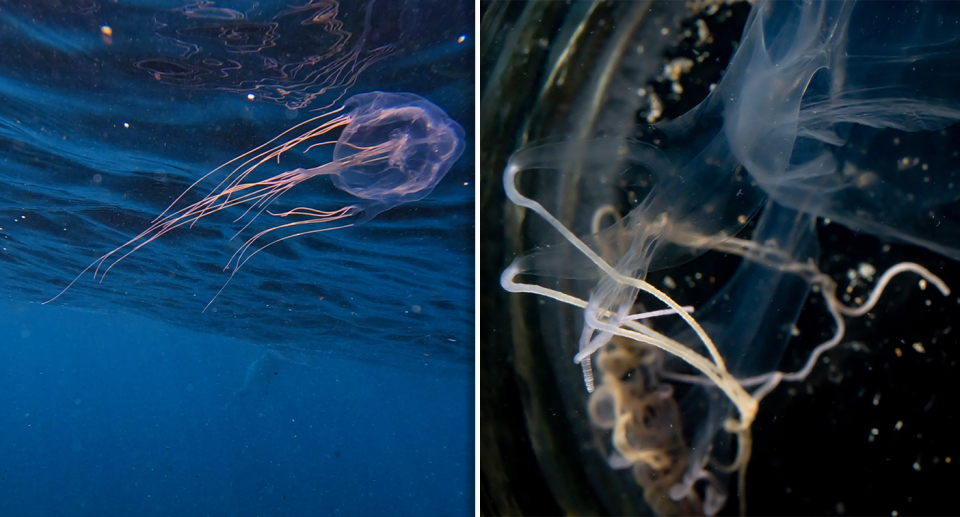 Left - one of the mystery box jellyfish in the water at Cronulla. Right - a sample in caught and taken to the museum.