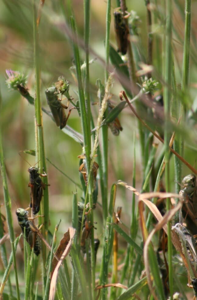 This photo provided by the U.S. Department of Agriculture's Animal and Plant Health Inspection Service shows Grasshoppers seen eating plants in this undated photo. When their populations can reach outbreak levels they can cause serious ecological damage and economic losses especially during periods of drought. (U.S. Department of Agriculture's Animal and Plant Health Inspection Service via AP)