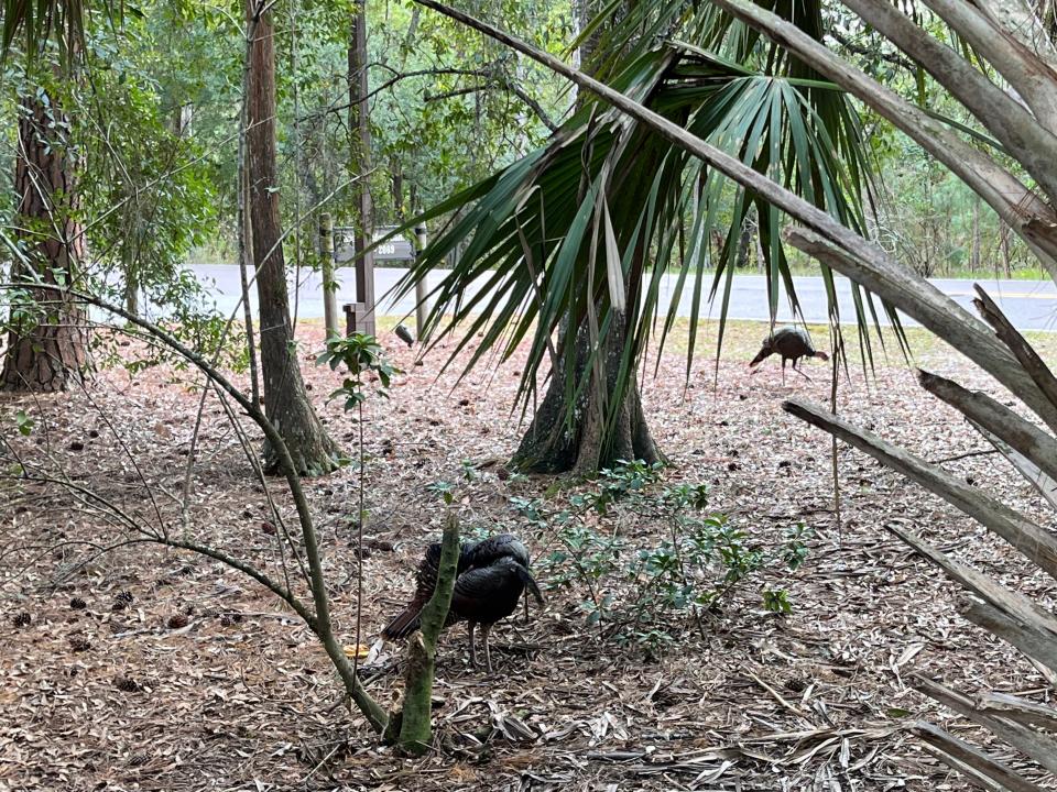 turkeys on disney property