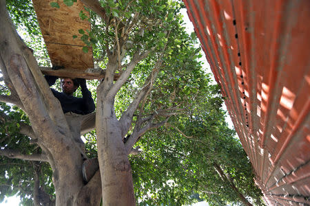 Joaquin, 36, a chef from Guatemala who says he was deported from the United States, builds a bed in a tree, near a section of the border fence separating Mexico and the United States, in Tijuana, Mexico. REUTERS/Edgard Garrido