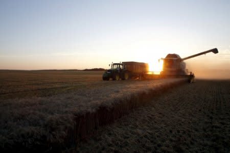 FILE PHOTO: A French farmer drives his combine harvester as he harvests wheat in a field during sunset in Trescault, near Cambrai, northern France, August 5, 2015. To match Special Report WHO-IARC/GLYPHOSATE REUTERS/Pascal Rossignol/File Photo