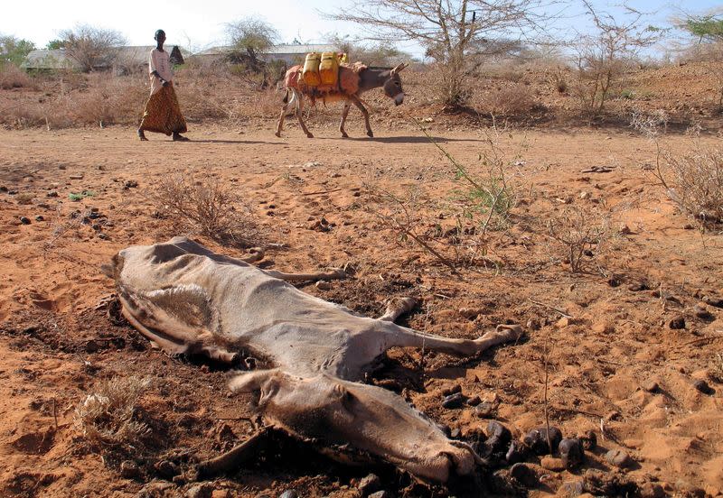 FILE PHOTO: A Somali herdsman walks with his donkey past a carcass in Garbaharey