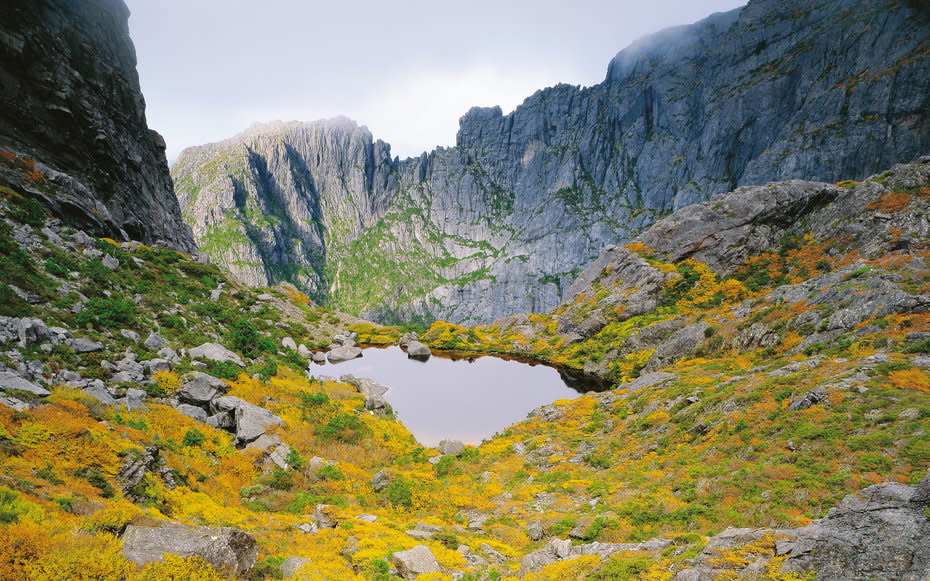 <p>Yellow autumn wildflowers blanket a valleyin the West Coast Range of Tasmania, Australia.</p>