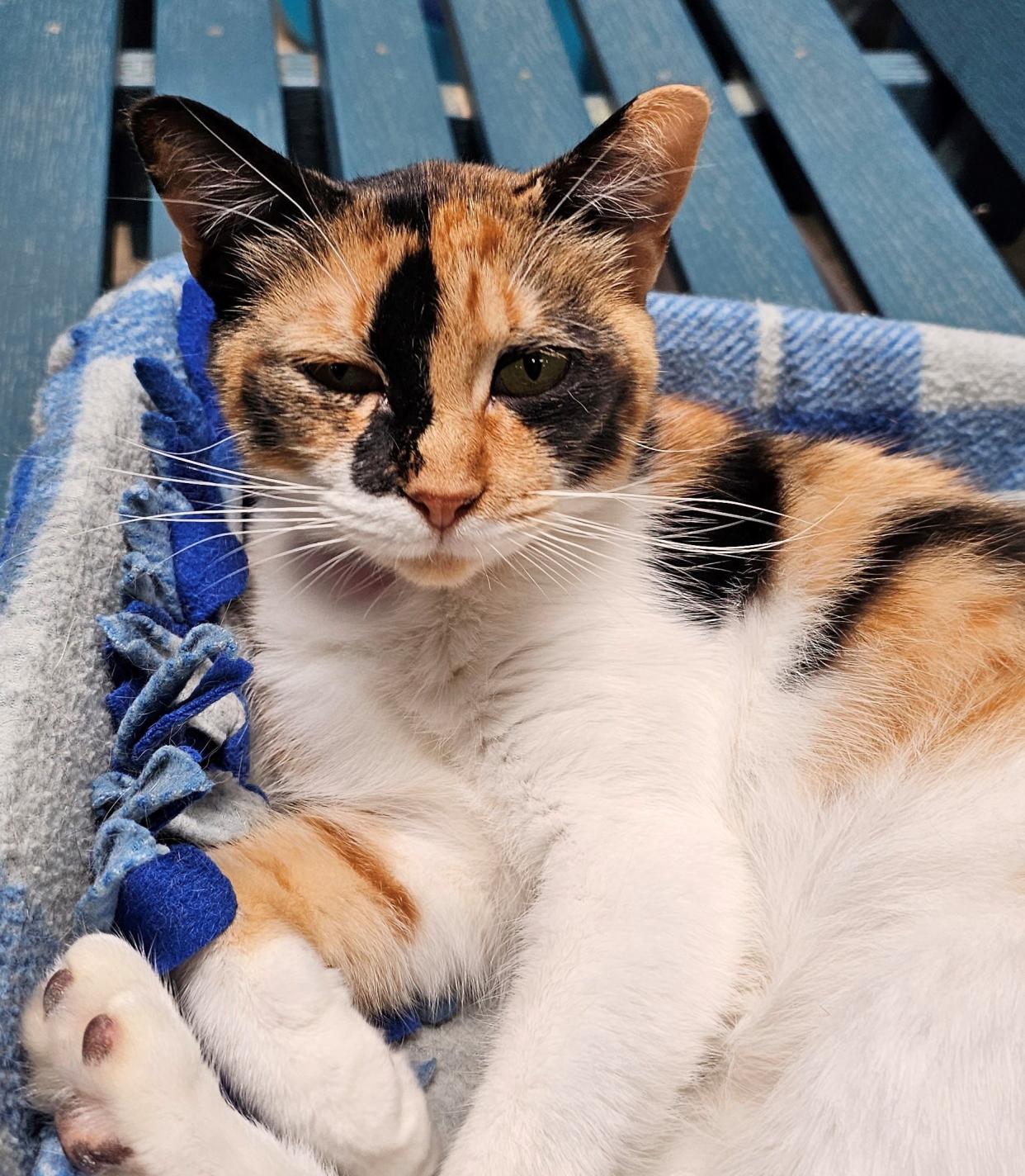 Little Miss Marshmallow Peep, a sweet calico, loves to be petted and is searching for the best petter out there.