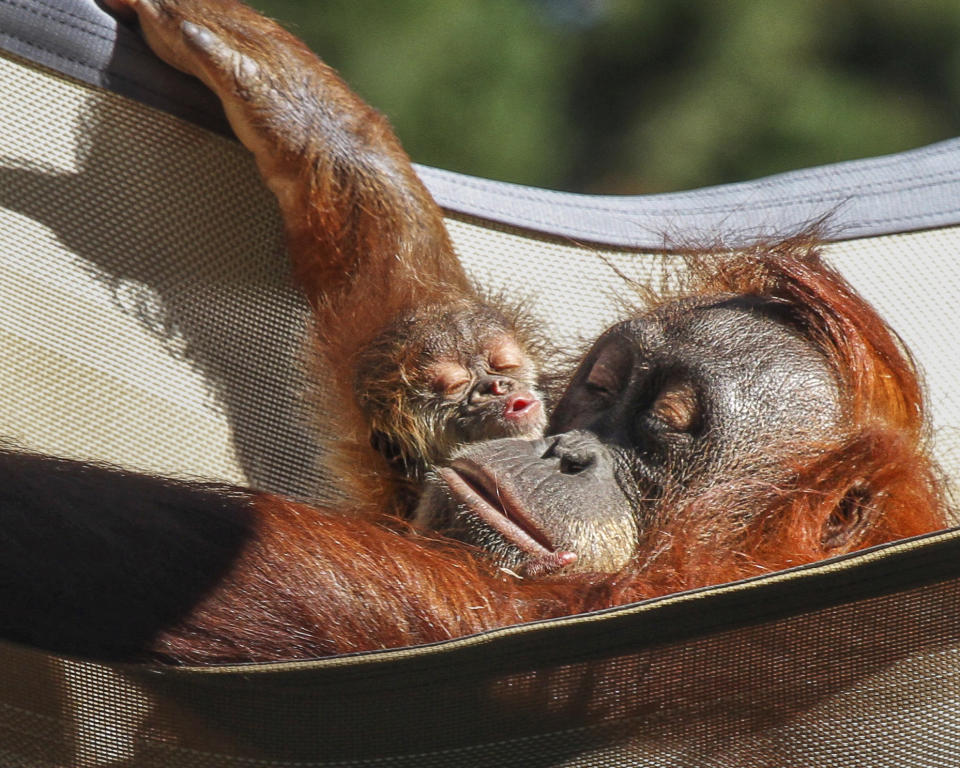 This undated photo provided by the Denver Zoo, shows Sumatran orangutan Eirina and her baby Siska. The zoo did a DNA test to determine which of two male orangutans was Siska's father and recruited talk show host Maury Povich to record a video announcing that 30-year-old Berani was the father. (Denver Zoo via AP)