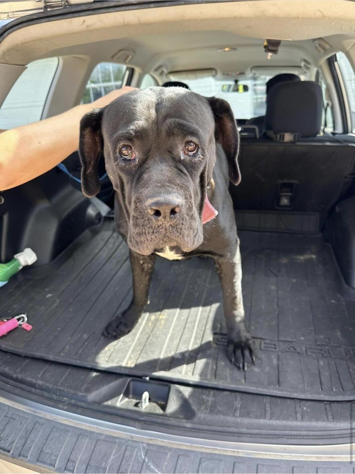 A picture of one of 24 malnourished adult cane corso dogs that were rescued during a search warrant in Jackson on Saturday, July 8.